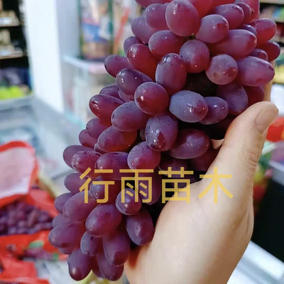 行雨苗木-茉莉香嫁接苗（贝达砧木）