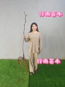 行雨苗木—巨峰小树 高度1.5米左右粗度1公分左右