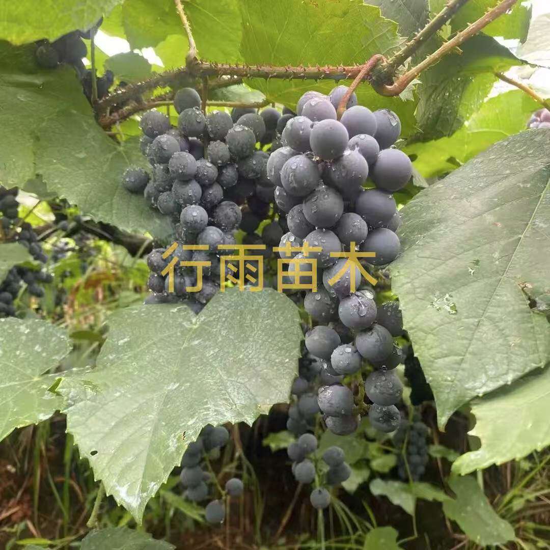 行雨苗木-高山刺葡萄嫁接苗（夏黑砧木）