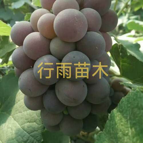 行雨苗木—蜜汁雨水红嫁接苗（夏黑砧木）