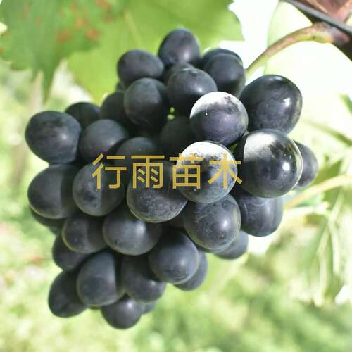 行雨苗木—摩尔多瓦葡萄苗