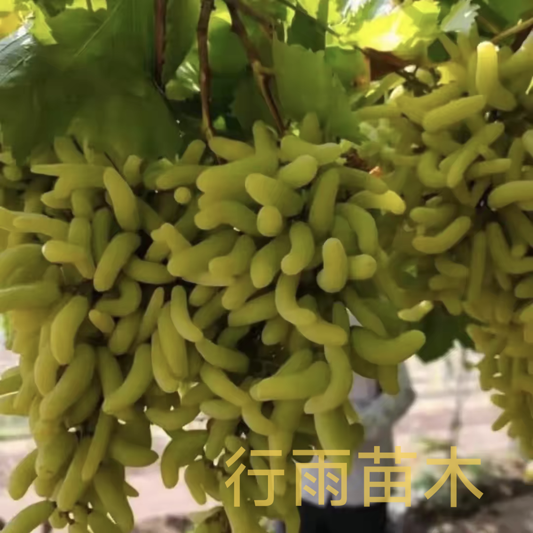 行雨苗木-美杜莎毛毛虫嫁接苗