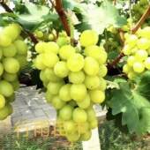 行雨苗木 白罗莎里奥葡萄苗扦插苗