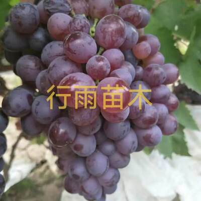 行雨苗木玫瑰香嫁接苗（夏黑砧木）