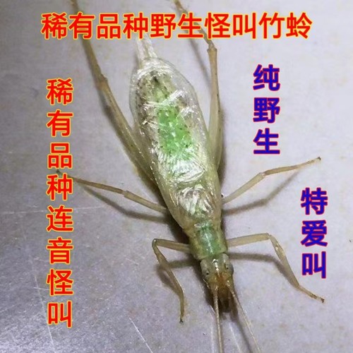 稀有竹蛉双口连口怪叫竹蛉野生怪叫竹蛉底板足叫声高亢超级爱叫