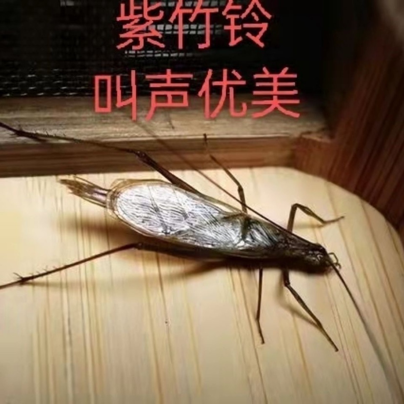 鸣虫包邮包活黑紫竹蛉见光叫连口长白山品种紫腹青竹白天都叫