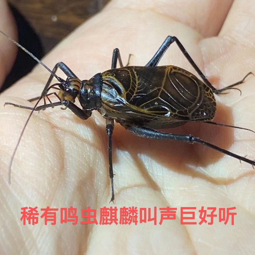 稀有鸣虫人工繁殖麒麟鸣虫寿命长慢调门叫声好听饲养简单高端鸣虫