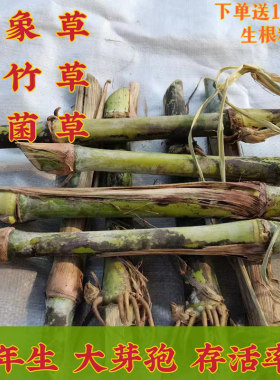 高产耐寒皇竹草种节台湾甜象草无毛多年生四季金牧粮草牧草王牛羊