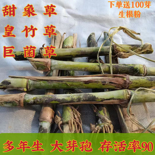 高产耐寒皇竹草种节台湾甜象草无毛多年生四季金牧粮草牧草王牛羊