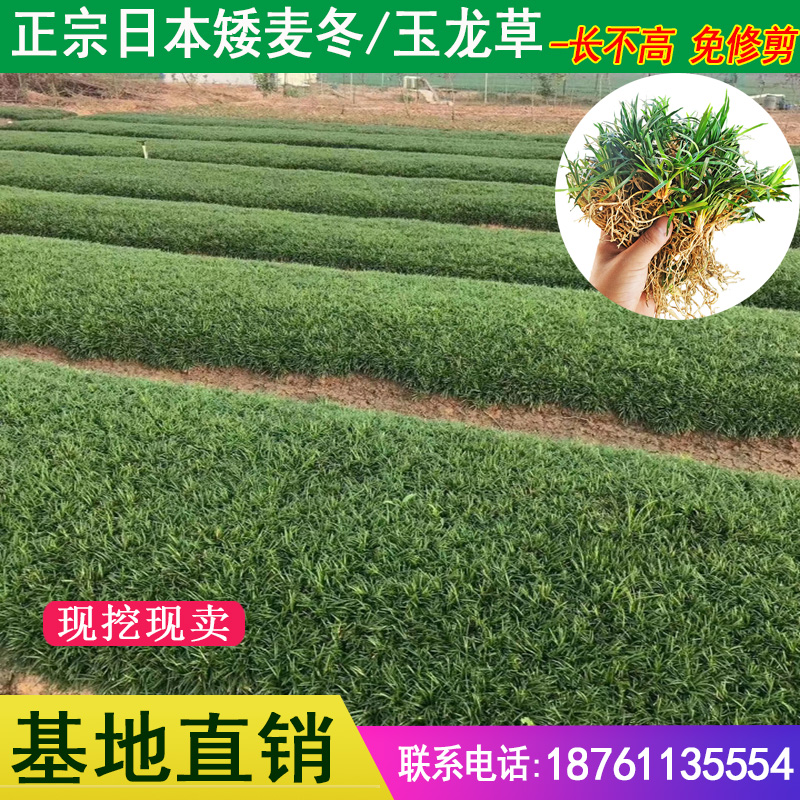 日本别墅庭院地被植物金边麦冬草图片