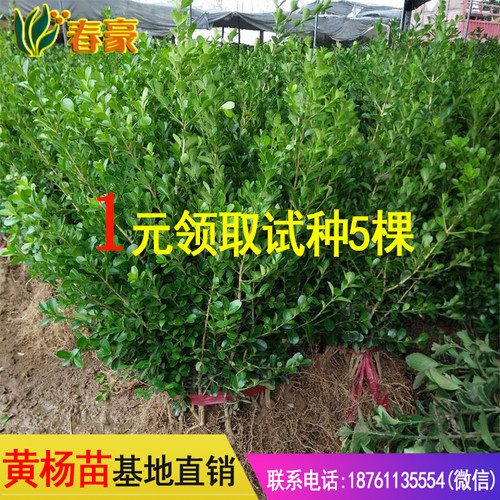 黄杨金边冬青树毛杜鹃