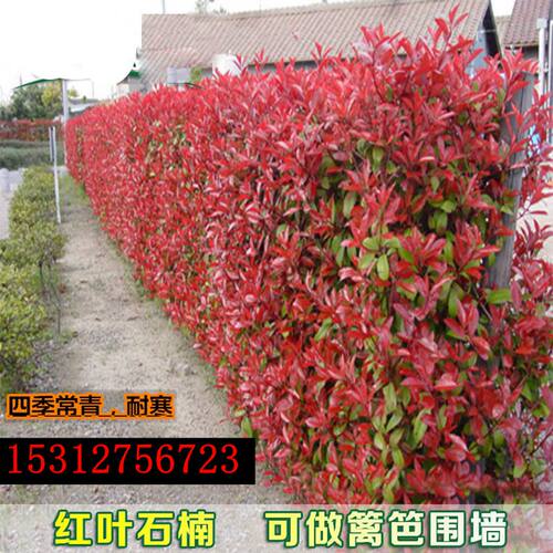 红罗宾红色头石楠树苗