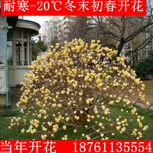 结香庭院盆景植物花卉树苗