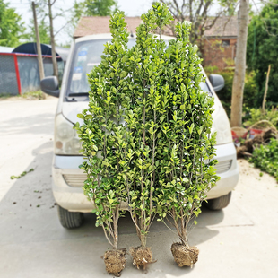 丛生大叶北海道黄杨冬青树苗庭院围墙篱笆植物四季常青耐寒绿化苗