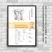 饰画 美容养生馆装 皮肤管理祛斑痘焕肤墙壁画 皮肤结构图挂画 多款