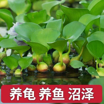 水葫芦植物  凤眼莲池塘鱼缸养殖水草水芙蓉净化水质水生水培水养