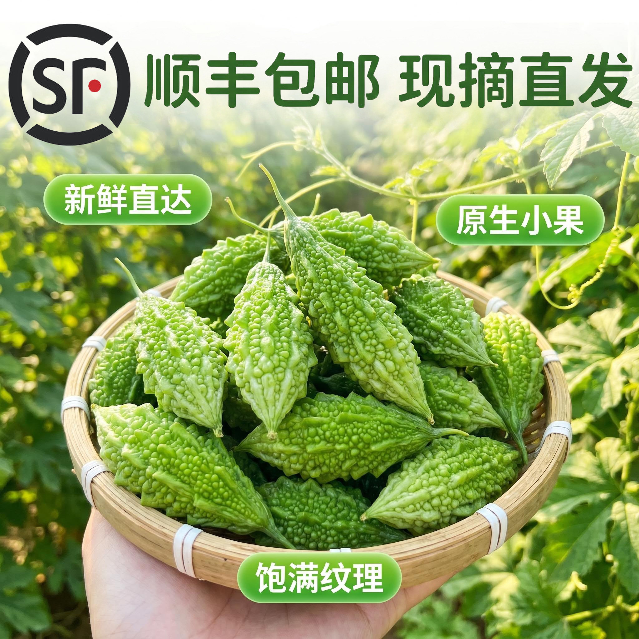 【顺丰基地发】山苦瓜野苦瓜现摘新鲜小苦瓜煲汤特色蔬菜福建特产