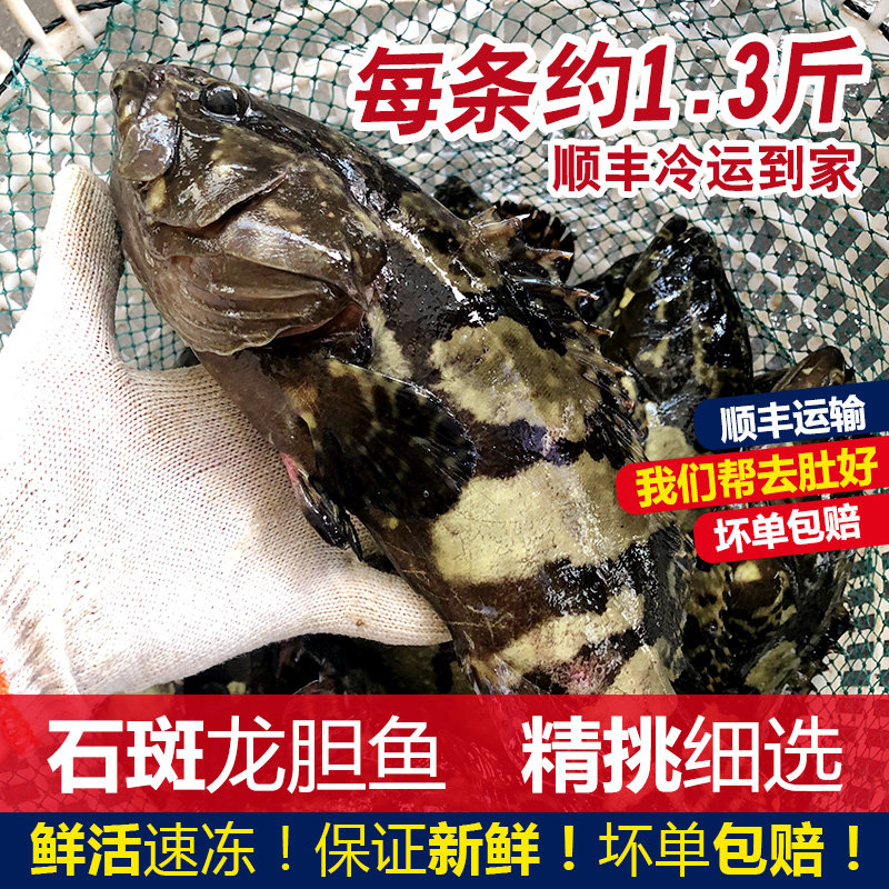石斑龙胆鱼新鲜海鱼海鲜水产当天现捞鲜活生猛大龙趸鱼1条约1.3斤