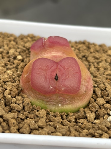 紫红拉登母本SH2606肉锥番杏一物一拍苏西的花园精品肉锥多肉植物