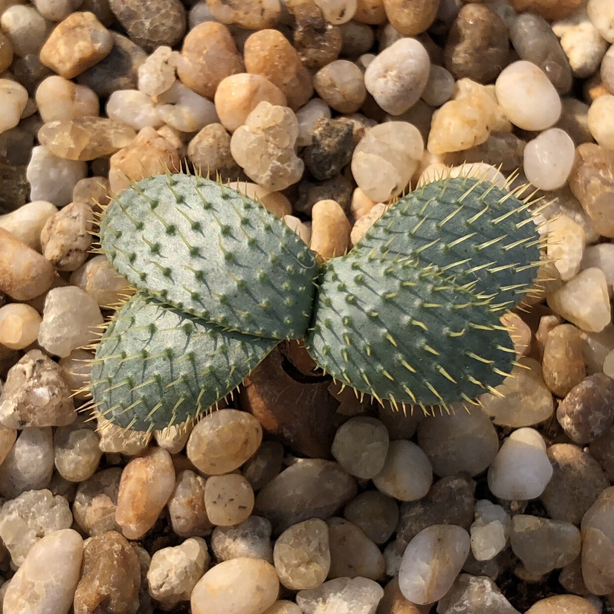 刺叶灯台百合块根多肉一物一拍阳台盆栽苏西的花园