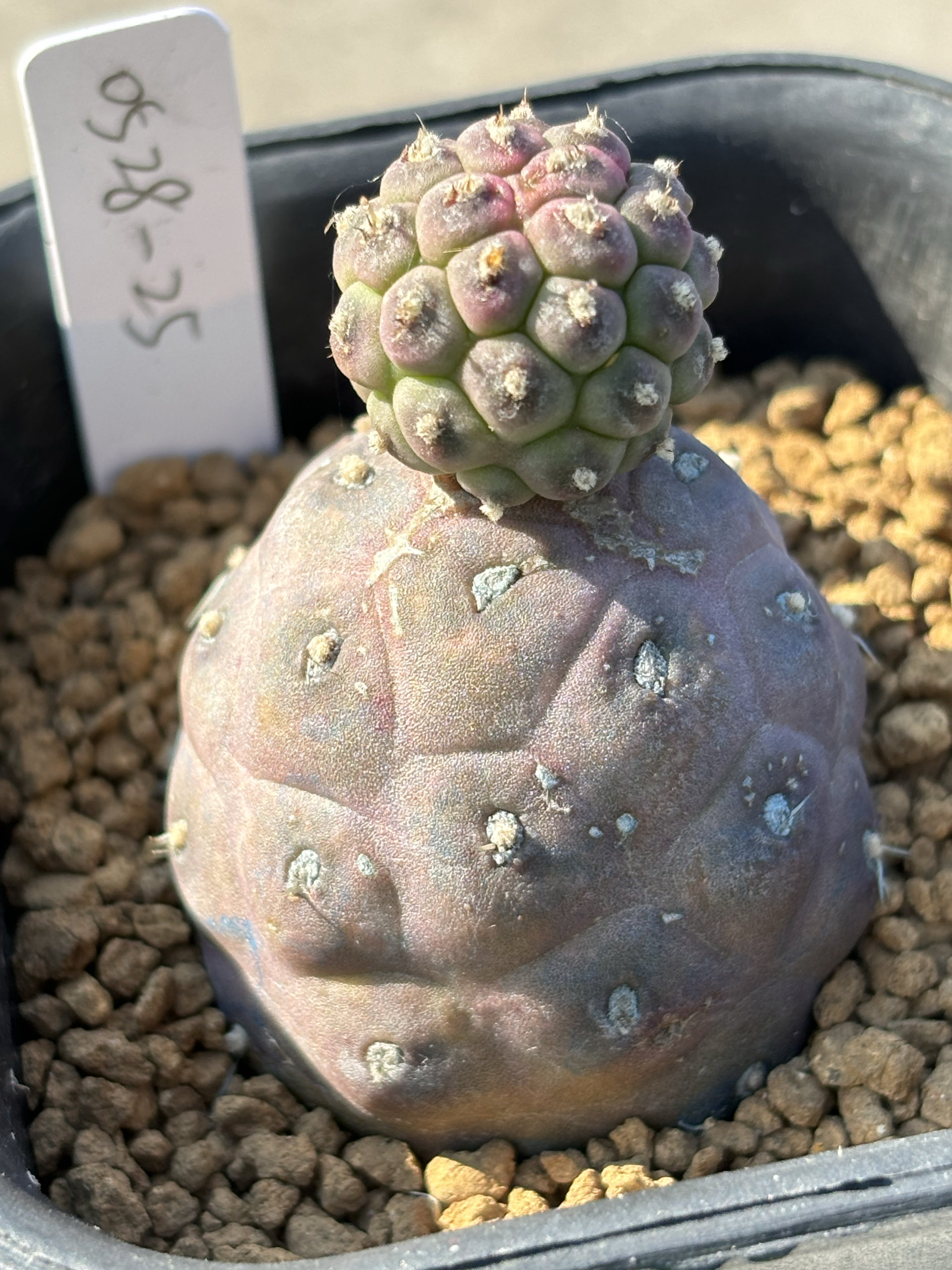 雪人造型习志野萌球球仙人球 苏西的花园阳台盆栽迷你创意盆栽