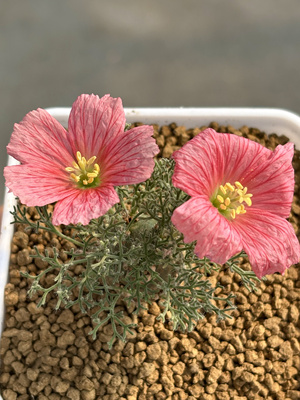 白皮月界潮流块根植物Monsonia peniculina一物一拍 阳台盆栽植物