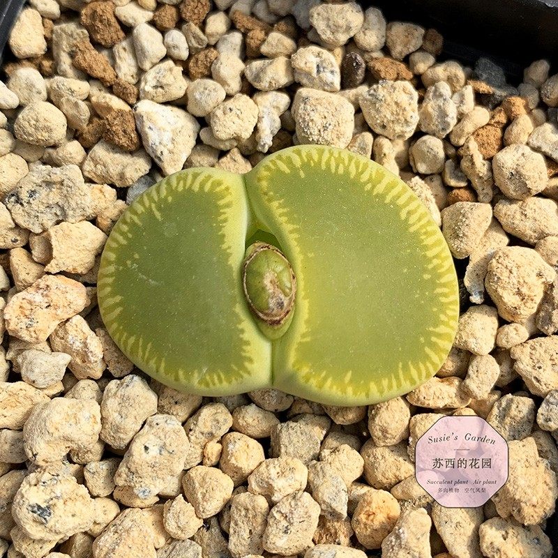 生石花 C48A 绿光阳玉 岛田生石花两年三年 一物一拍  苏西的花园