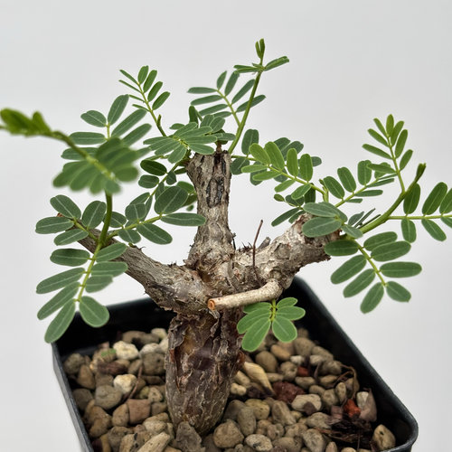 沙漠苏木实生胖墩潮流块根多肉植物绿植盆栽 苏西的花园
