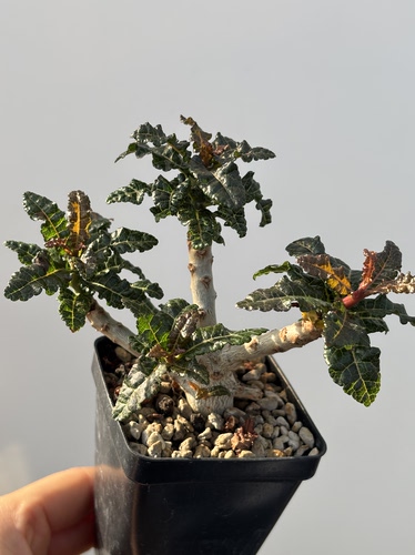 娜娜乳香Boswellia nana盆景乳香芳香块根植物盆栽绿植苏西的花园