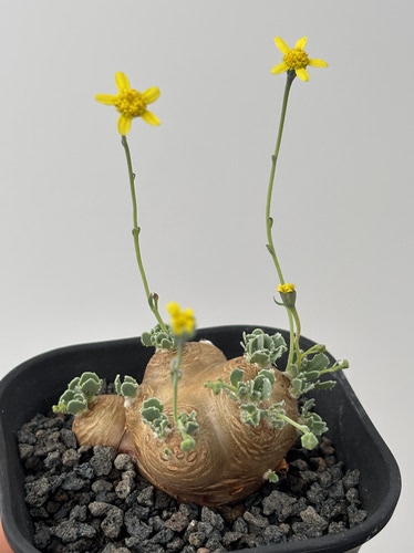 格加厚敦菊块根多肉植物 Othonna cacalioides  苏西的花园
