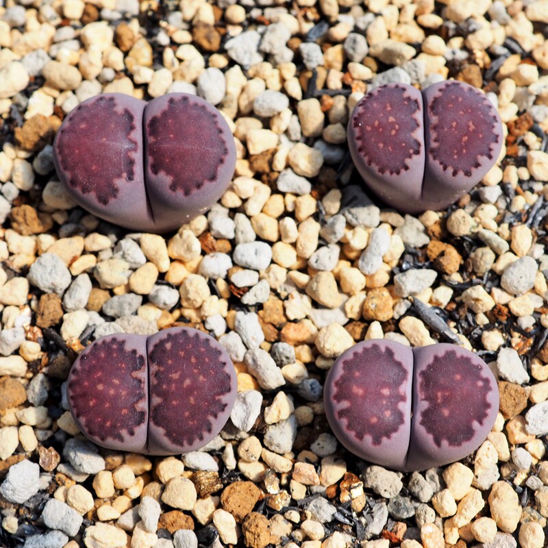 紫李夫人生石花一物一拍 三年紫李 salicola bacchus 苏西的花园