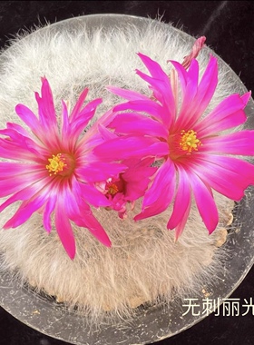 仙人球无刺丽光殿 萌球无刺长毛