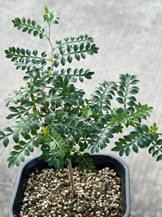 象足漆树潮流块根植物园艺籽播实生 阳台盆栽多肉植物 苏西的花园