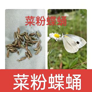 菜粉蝶蛹活体蝴蝶蝴蝶蛹蝴蝶幼虫蝴蝶卵儿童饲养观察实验幼虫好养