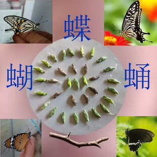 蝴蝶蛹柑橘凤蝶蛹玉带凤蝶蛹碧凤蝶蛹活体蝴蝶蝴蝶幼虫蝴蝶越冬蛹
