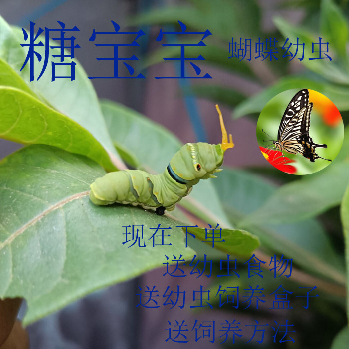 蝴蝶幼虫柑橘凤蝶幼虫玉带幼虫碧凤蝶幼虫蝴蝶卵蝴蝶蛹活体蝴蝶