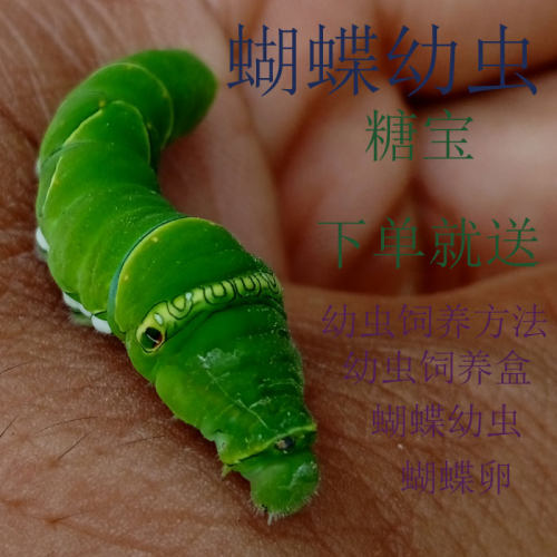 蝴蝶幼虫活体销量排行榜 蝴蝶幼虫活体品牌热度排名 小麦优选