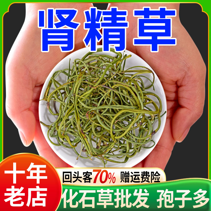 化石草中药材肾精茶中药长白山肾精草正品官方旗舰店的功效非野生