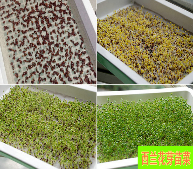 种子花椰菜价格 种子花椰菜图片 星期三