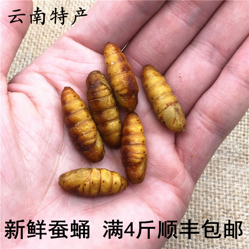 小蚕蛹新鲜冰冻云南特产金丝蛹蝉桑高蛋白500g满4斤顺丰包邮