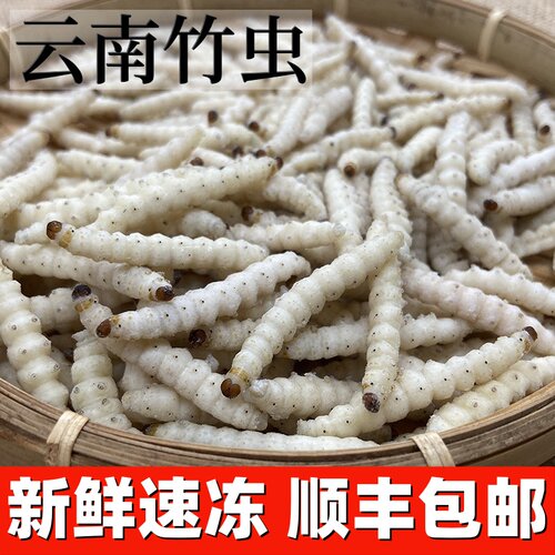 云南特产野生竹虫鲜新冷冻冰冻竹蛹竹节虫油炸顺丰包邮500克带冰