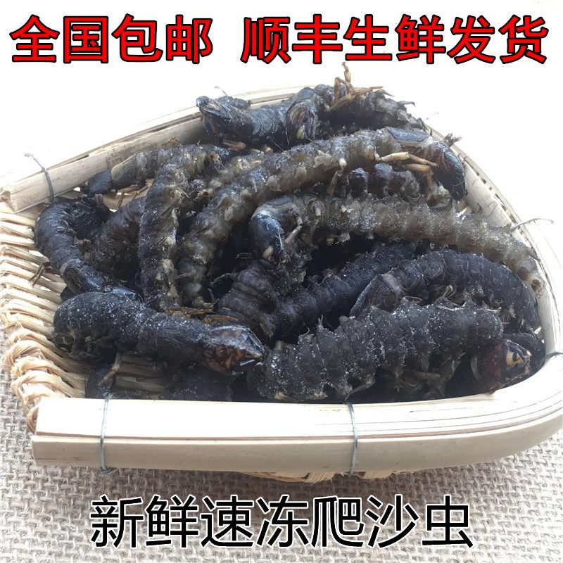 爬沙虫新鲜速冻野生水蜈蚣云南特产冷冻餐厅烧烤500g装满2件包邮