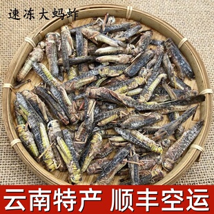 云南特产东亚飞蝗大蚂蚱蝗虫新鲜冷冻蚱蜢小油炸食用500g顺丰包邮