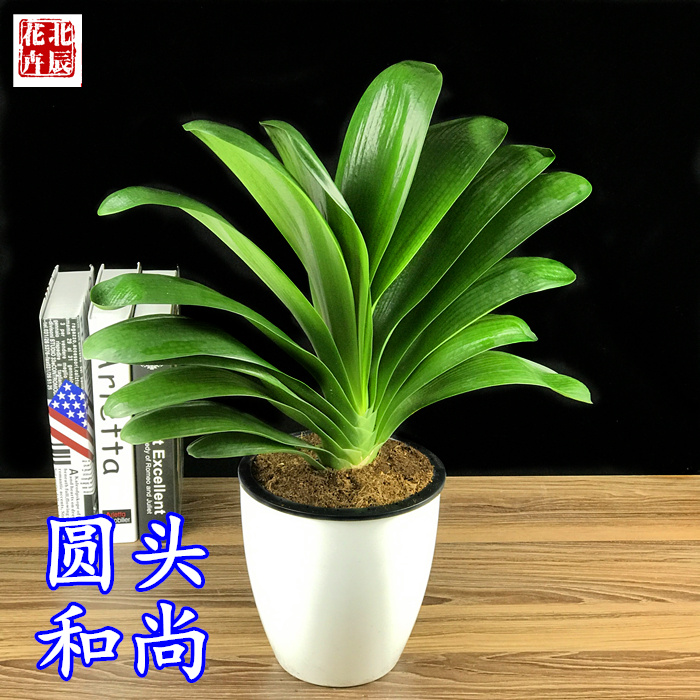 精品圆头和尚君子兰宽叶 名贵君子兰盆栽高端君子兰当年开花