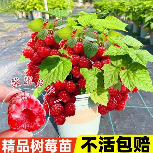树莓苗红黑树莓果苗当年结果盆栽矮化樱桃苗庭院地栽南北方种耐寒