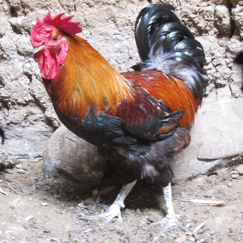 北川羌山农家散养3年老公鸡土鸡孕妇月子鸡柴鸡走地鸡乌鸡五黑鸡