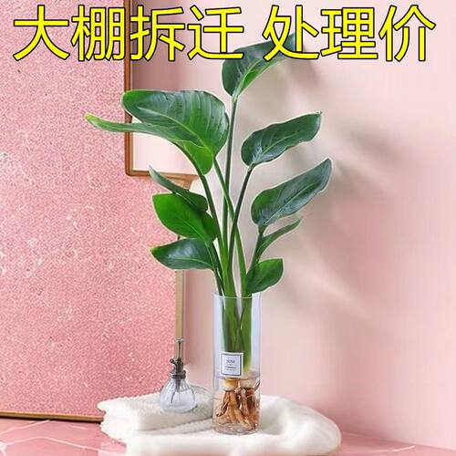 天堂鸟植物大型室内盆栽鹤望兰客厅办公室大厅绿植水养培盆栽新款