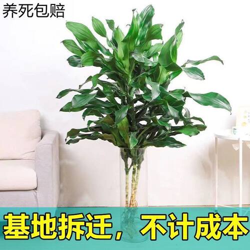 水培植物螺纹铁植物盆栽室内四季好养懒人绿植花卉净化空气防辐射