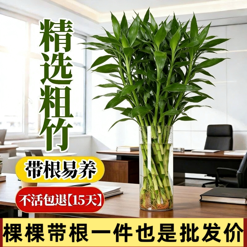 带根富贵竹水培植物水养水竹客厅室内发财招财盆栽绿萝绿植鲜花卉