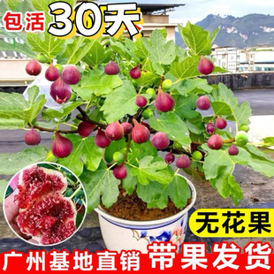 【带果发货】丰产黄无花果树苗盆栽带果特大果耐寒南北方种植地栽